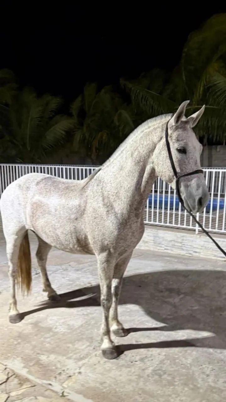 Vendo éguas marcha PICADA muito marchadeiras em até 30 parcelas  - Foto 3