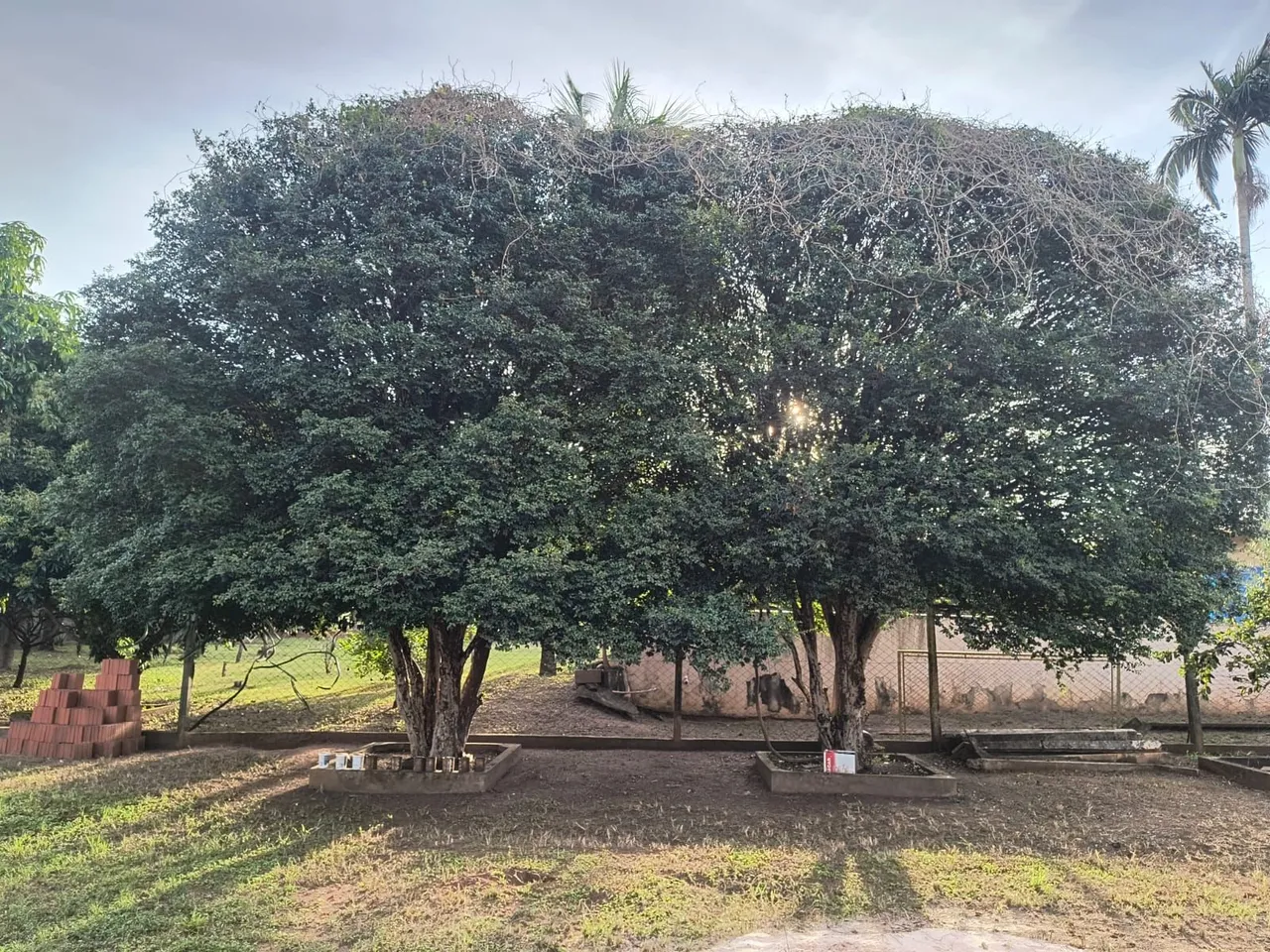 Jaboticaba Sabará Produzindo