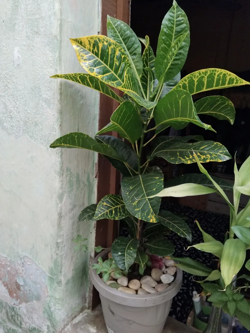 Planta Croton Linda e Vibrante