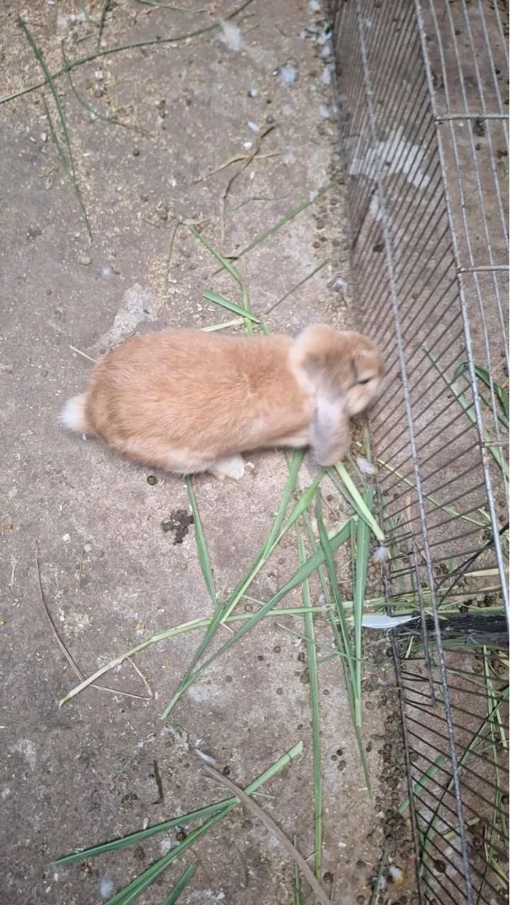 Coelhos Mini Loop  - Foto 2