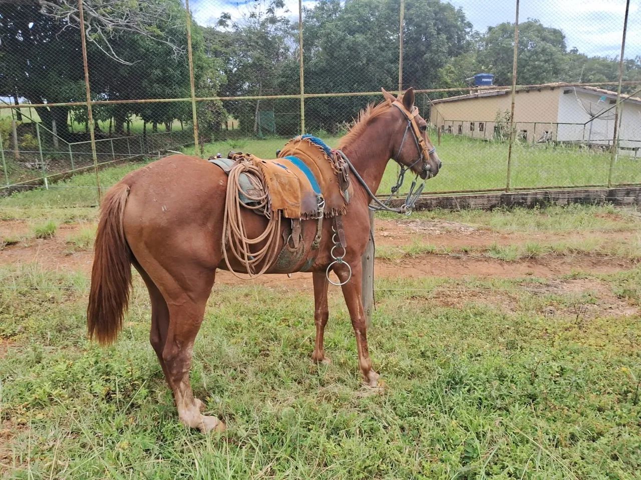 Cavalo de lida 
