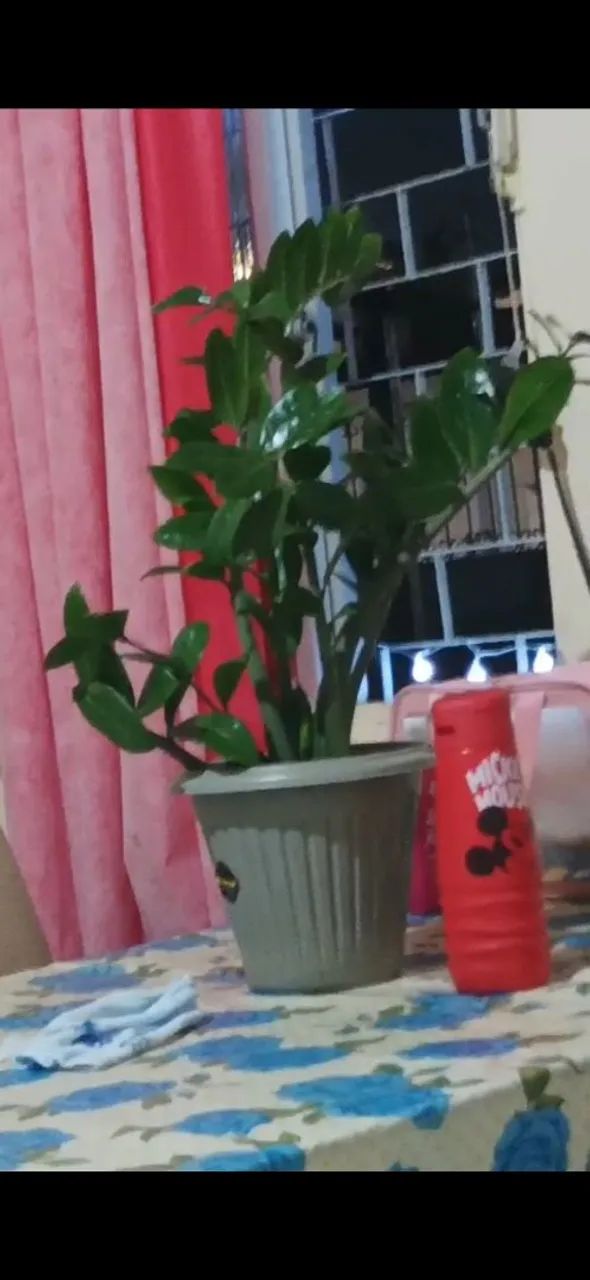 Vendo plantas - Foto 5