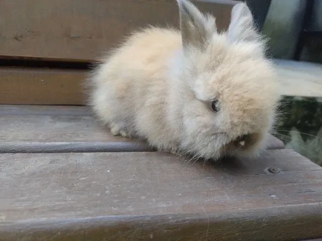 Coelho mini Lion  - Foto 5