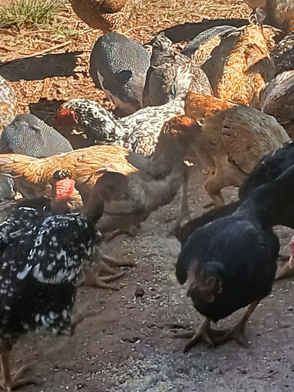 Galinhas ecocas