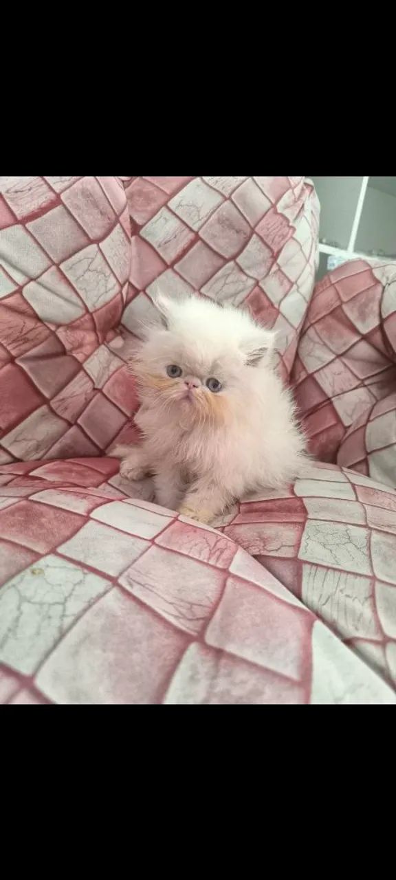 Filhote de gato persa macho - Foto 3