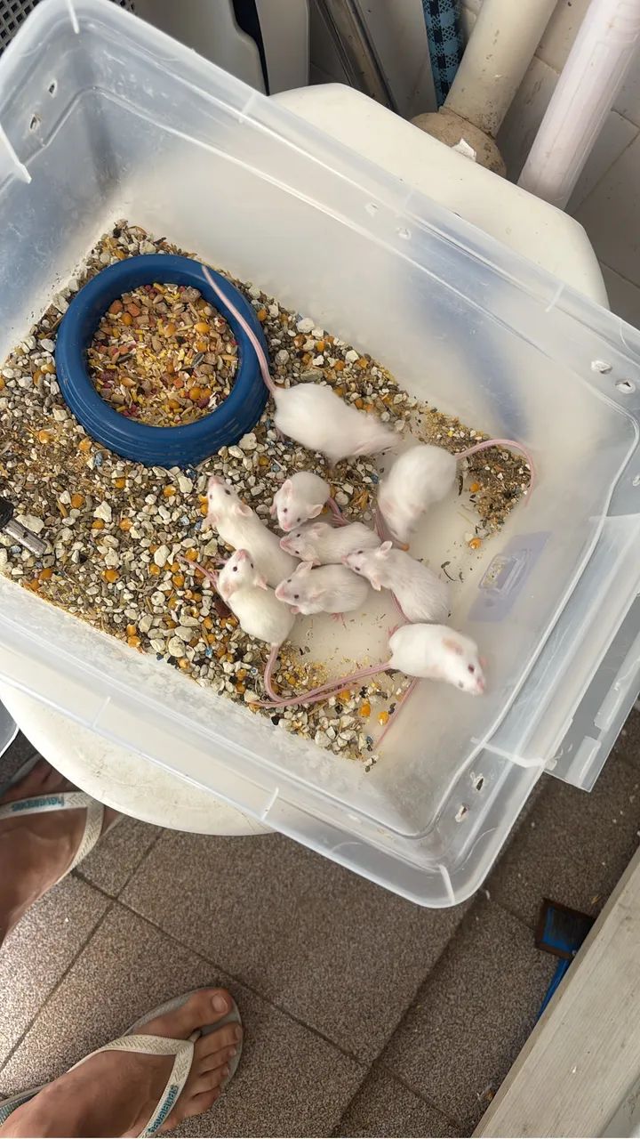 Camundongos 64319183119875122