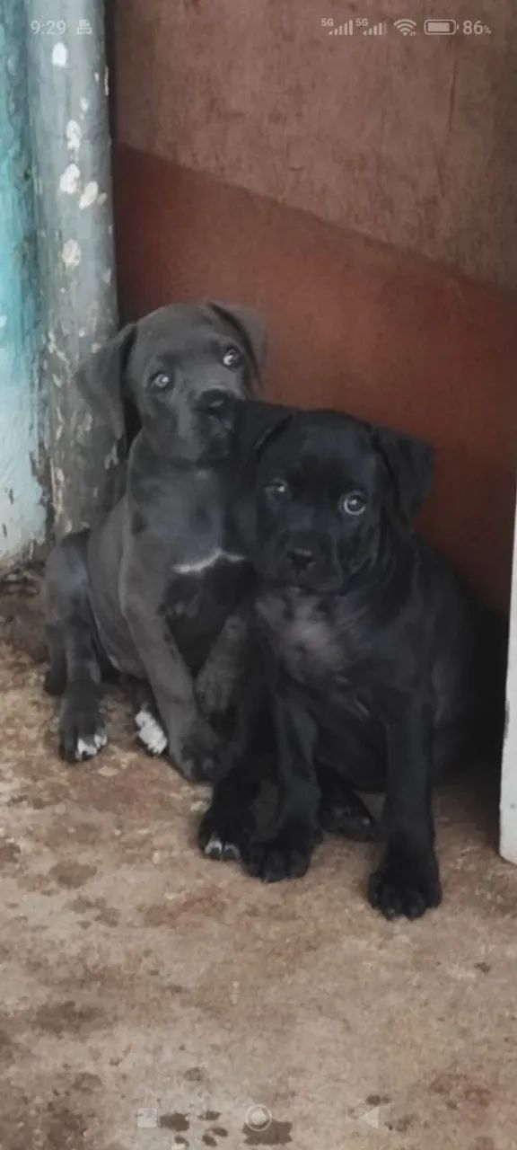 Filhotes de Cane Corso com Pedigree  - Foto 2