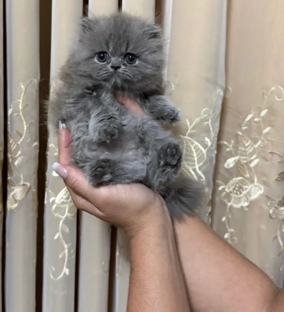 Filhote de Persa - Foto 6