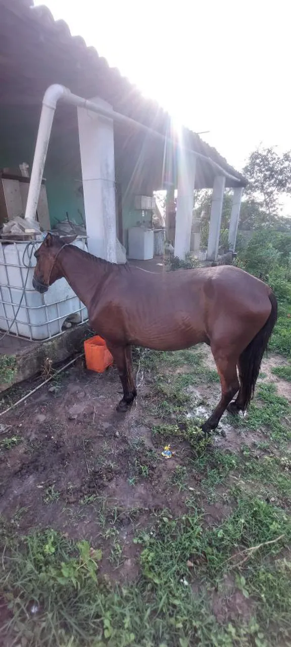 Cavalo pra vender hj