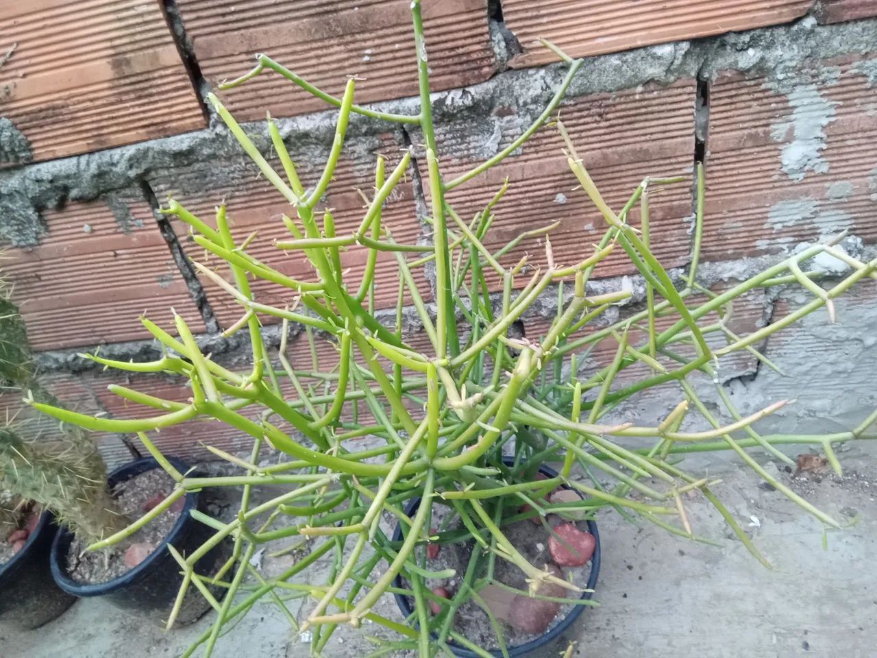 Aveloz (avelós) planta que solta seiva leitosa...