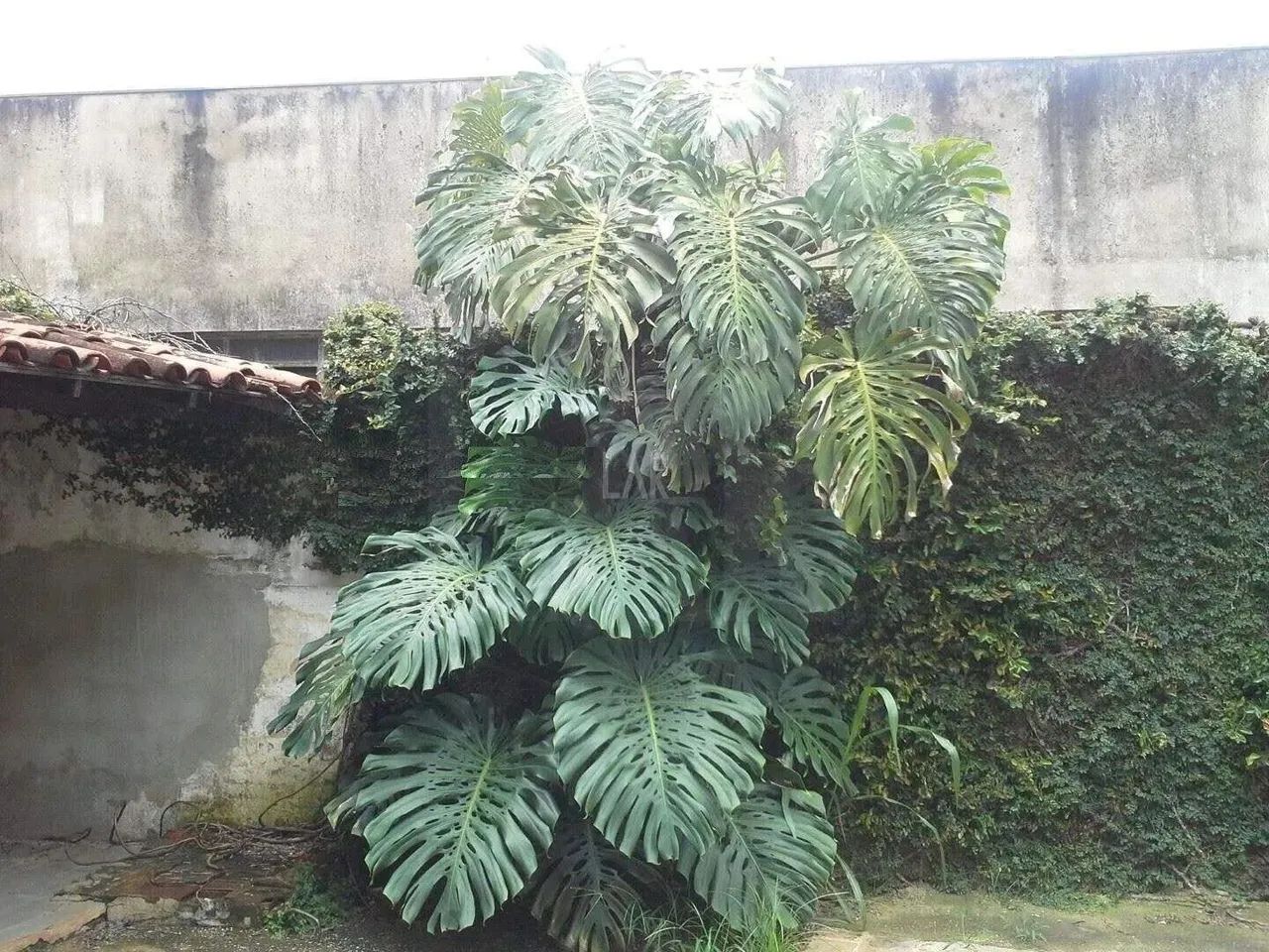 Lote - Terreno à venda, 2 vagas, Itapoã - Belo Horizonte/MG - Foto 11