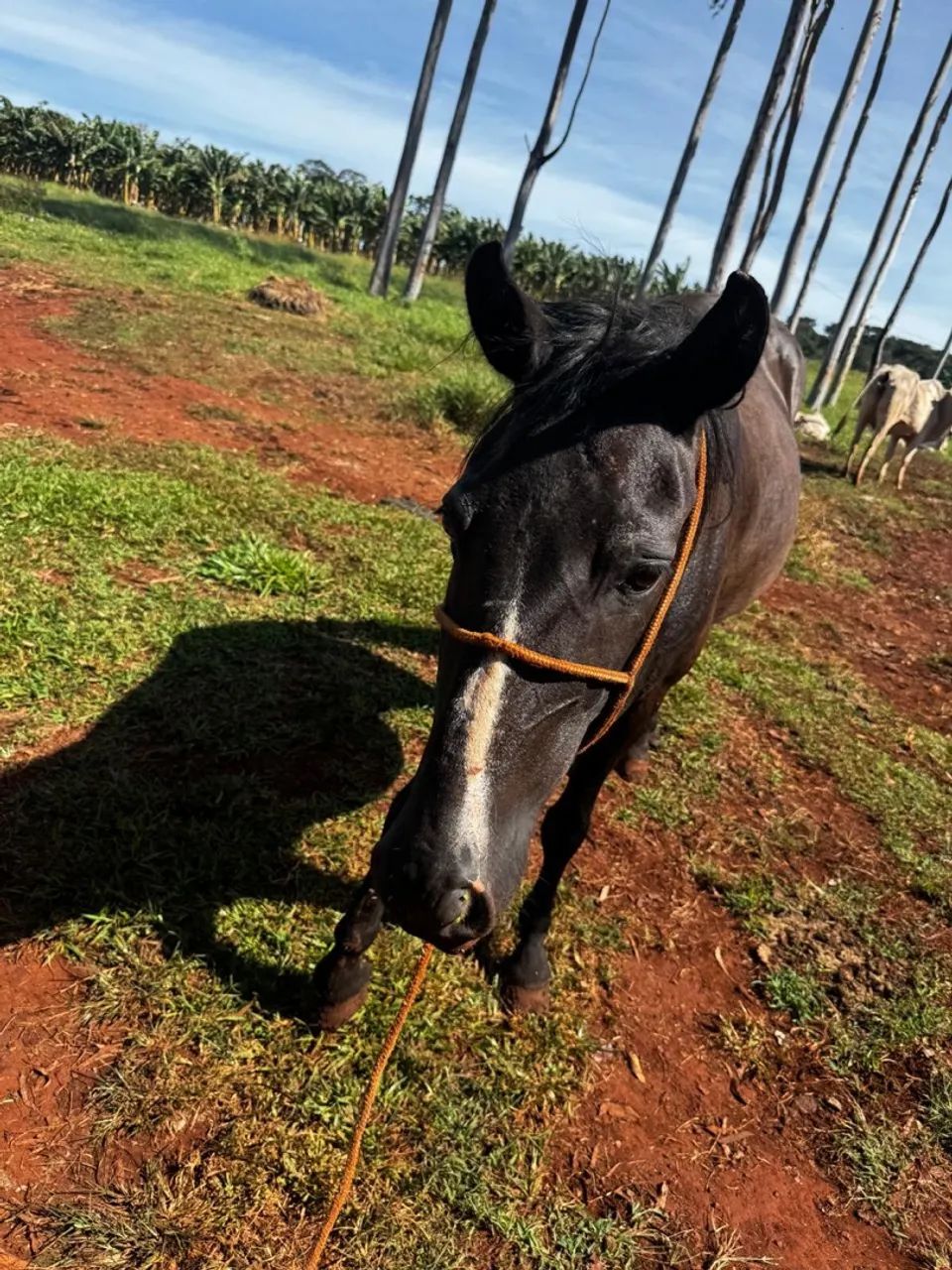 Cavalo Mangalarga Marchador - Foto 4