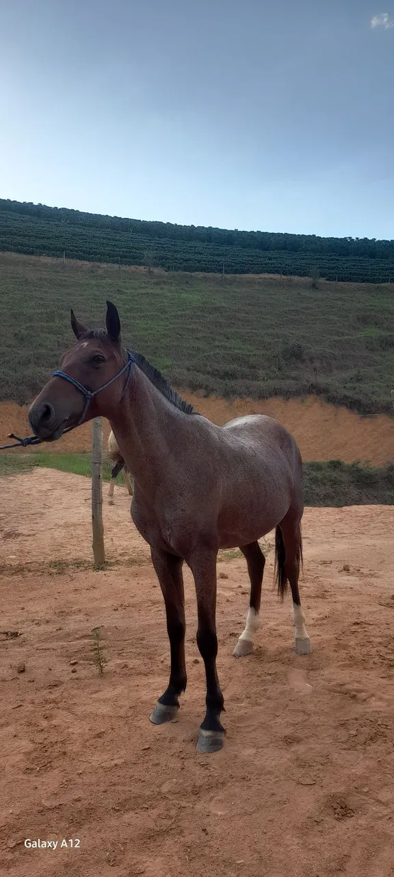 Cavalo Mangalarga Marchador