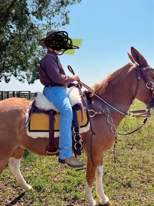 Mula PATRÃO filha QM