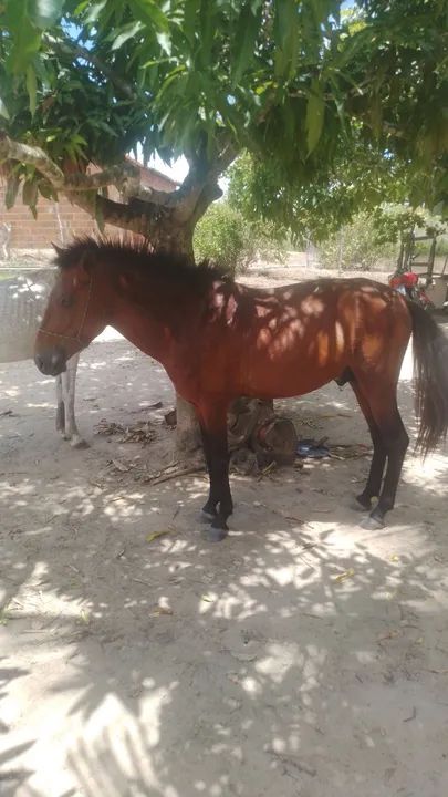 cavalo novo  - Foto 3