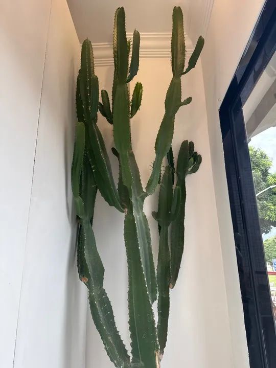 Cacto para decoração - Foto 3
