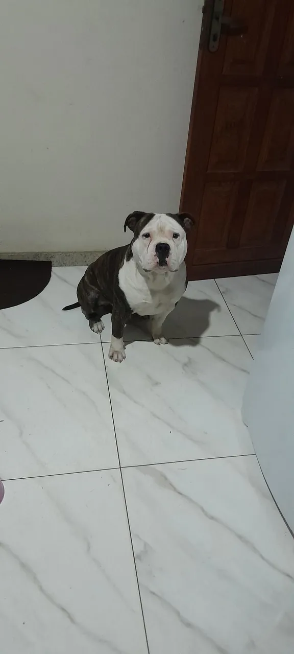 American bully disponível para cobertura