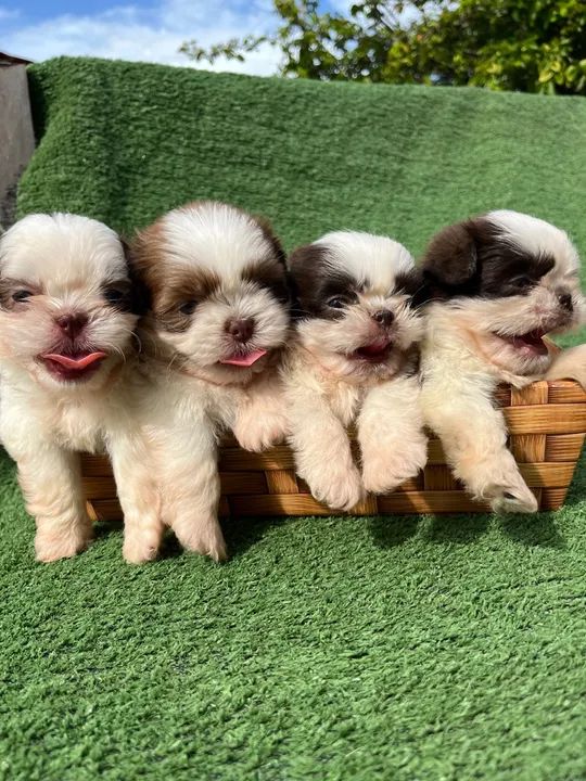 Filhotes de Shih Tzu Machos