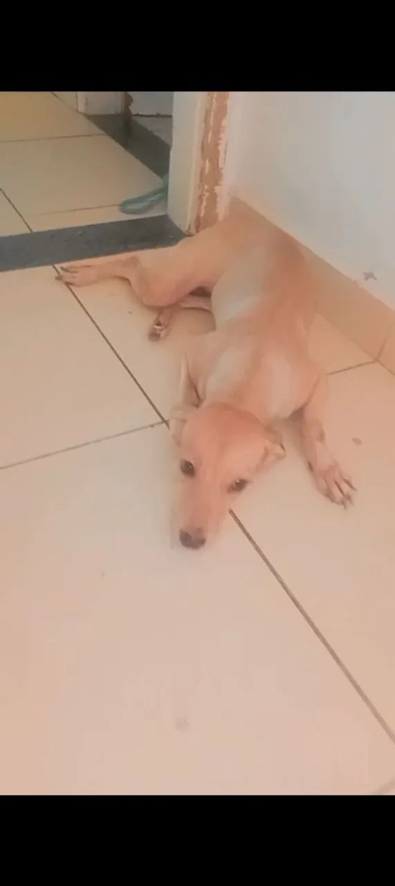 Cachorro SRD pra adoção 