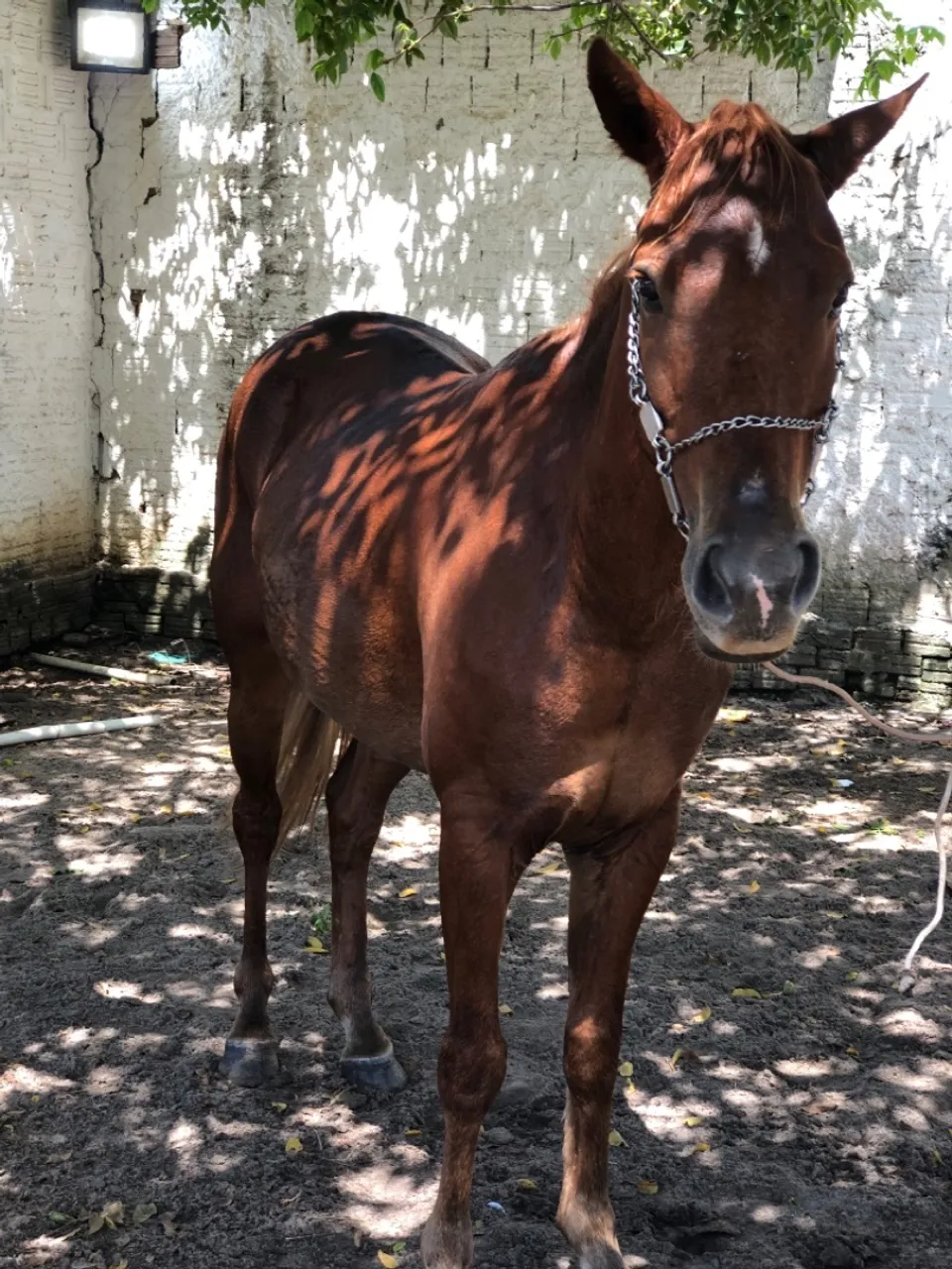 Cavalo de esteira