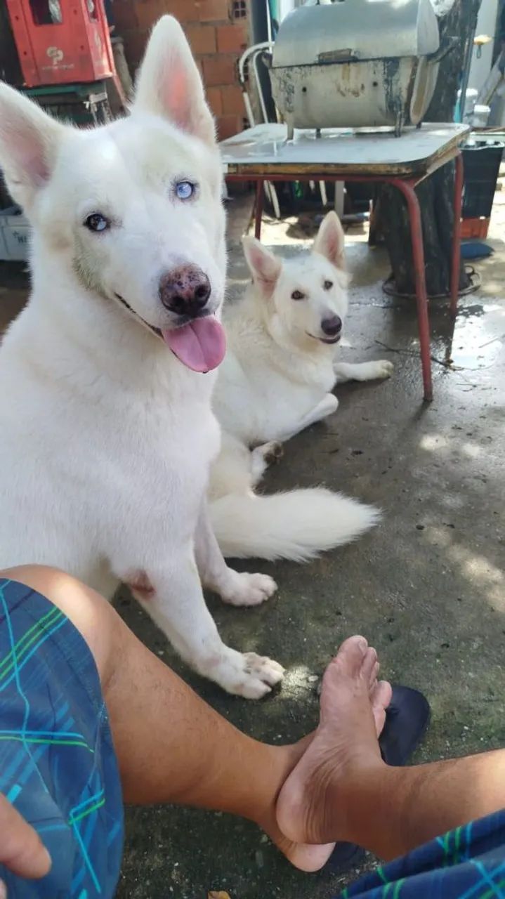 Husky Siberiano Branco de Olhos Azuis  - Foto 3