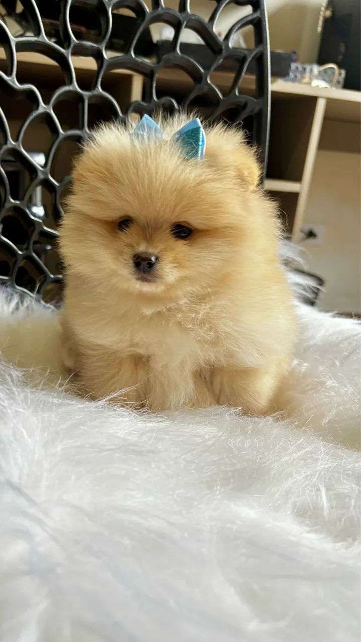:) lindos bebês pronta entrega Lulu da Pomerania - Foto 2