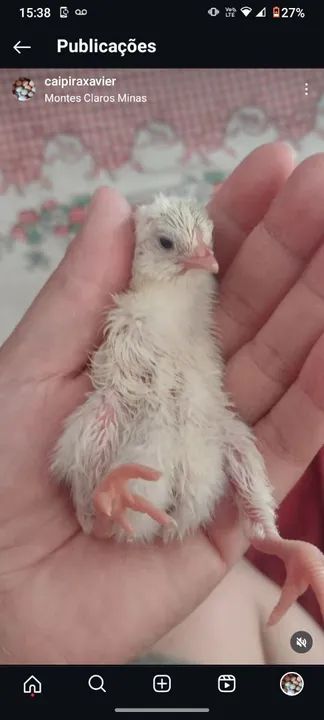 Filhotes de Frango - Pintinhos mestiço índio gigante  - Foto 3