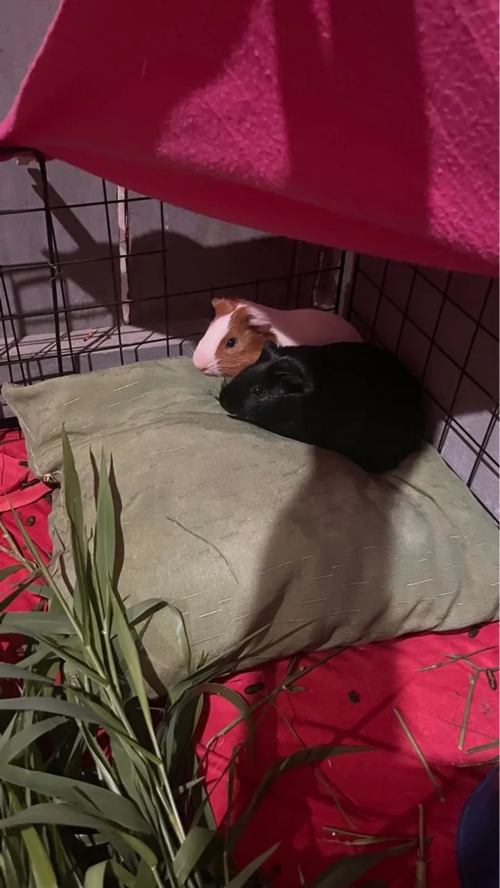 Casal de porquinhos da índia 