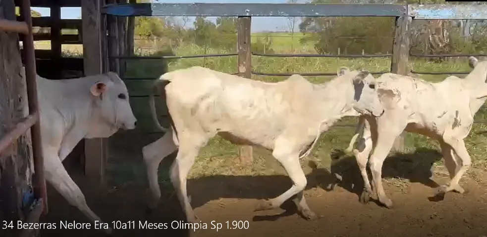 34 Bezerras Nelore Era 10a11 Meses Olimpia Sp 1.900