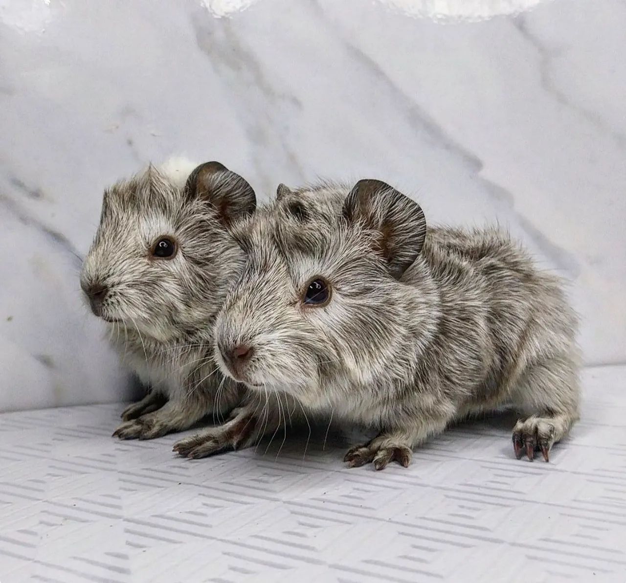 Dois filhotes de porquinho da índia - Lindos e fofinhos