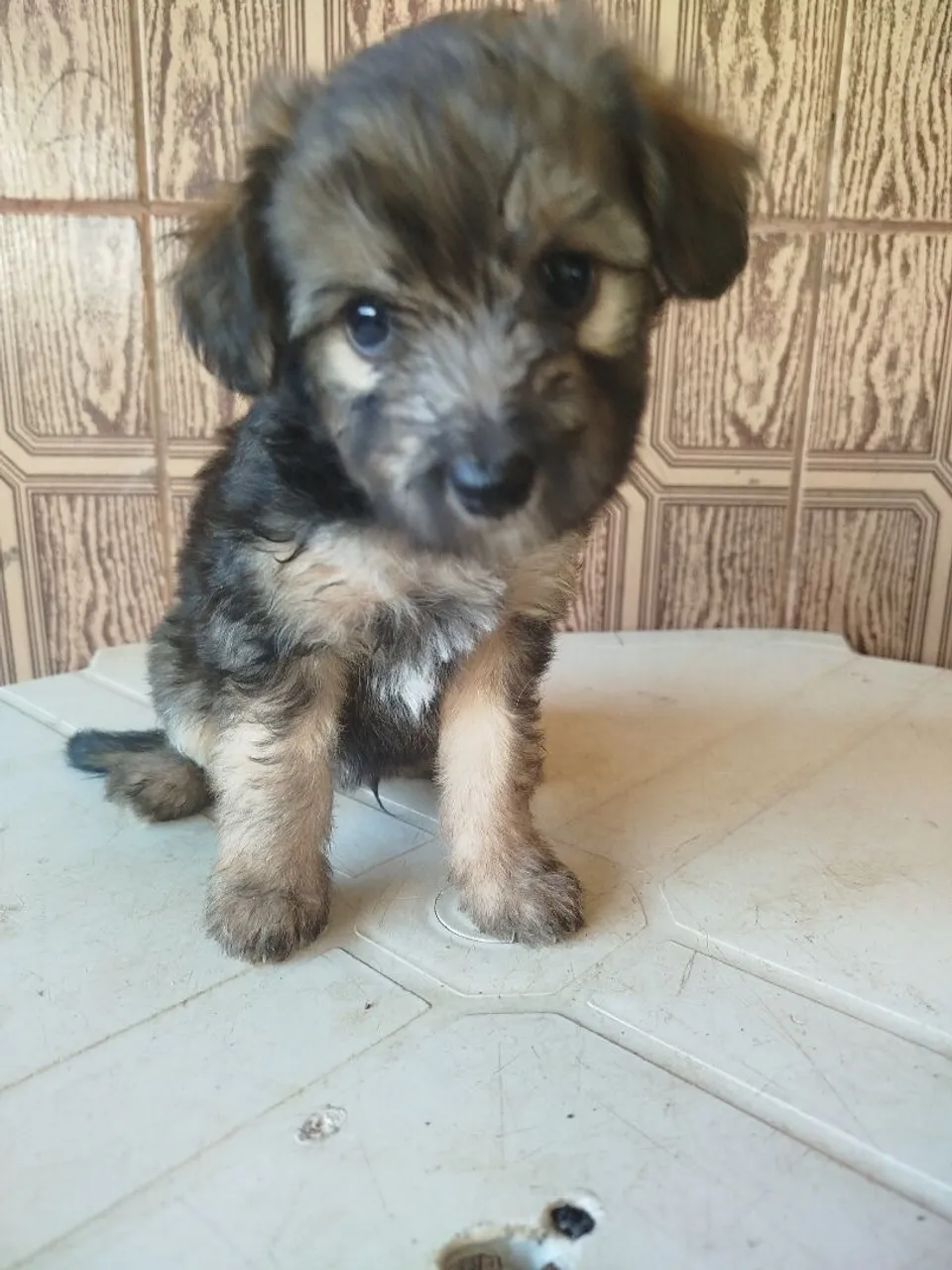 Filhote de cãozinho fofo e brincalhão