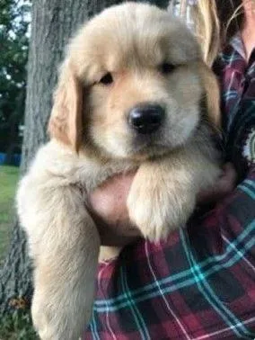 Filhotes de Golden Retriever | Prontos para Dar Amor