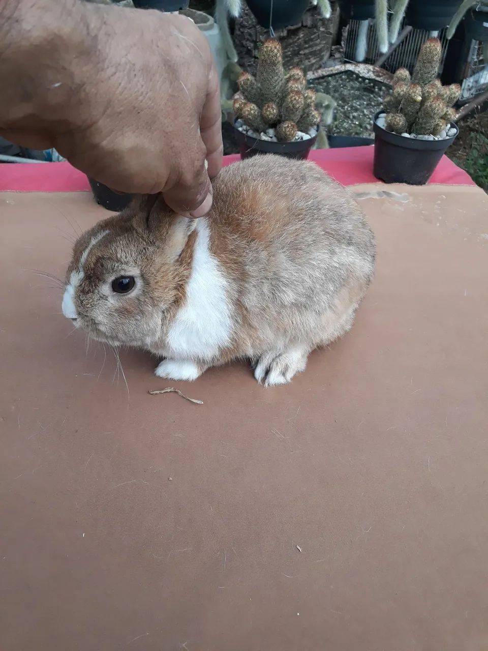 coelho anão adulto jovem - Foto 2