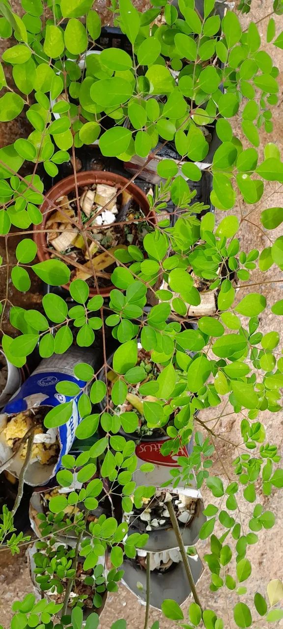 Moringa ,a plata  do futuro - Foto 2