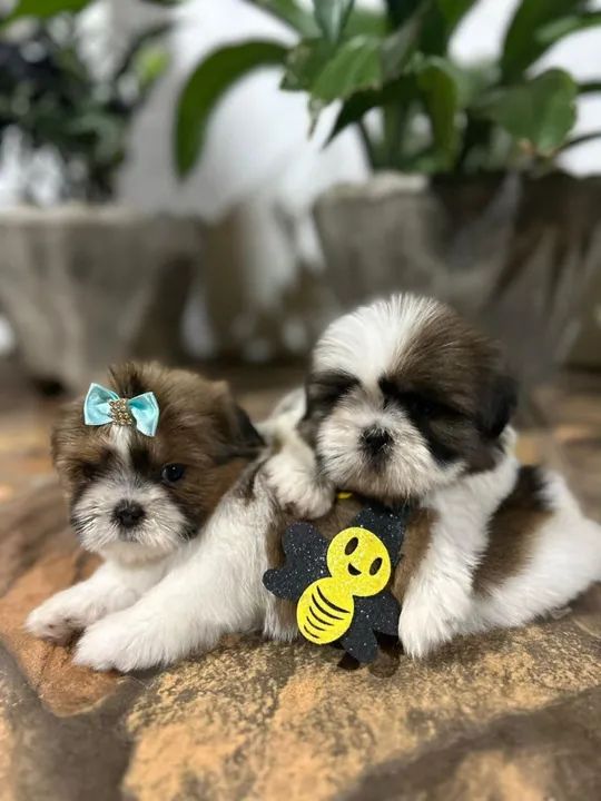 Shih Tzu 