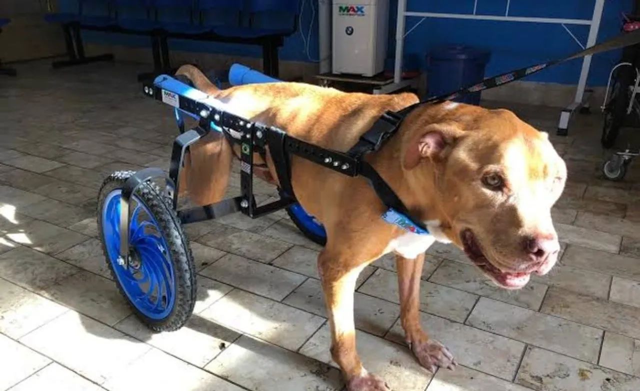Carrinho de transporte para animais( Cadeira de Rodas para cachorro) - Foto 5