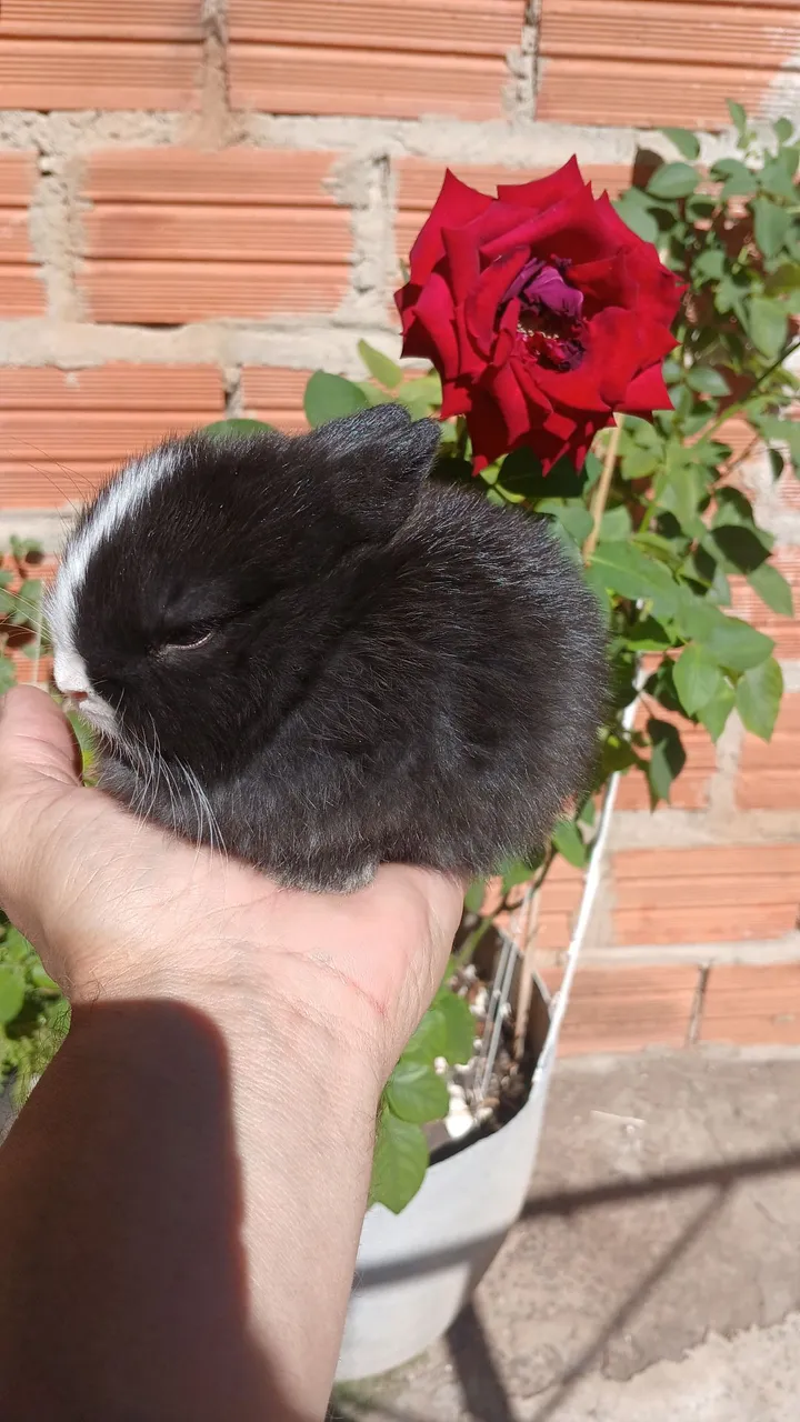 Mini Coelho