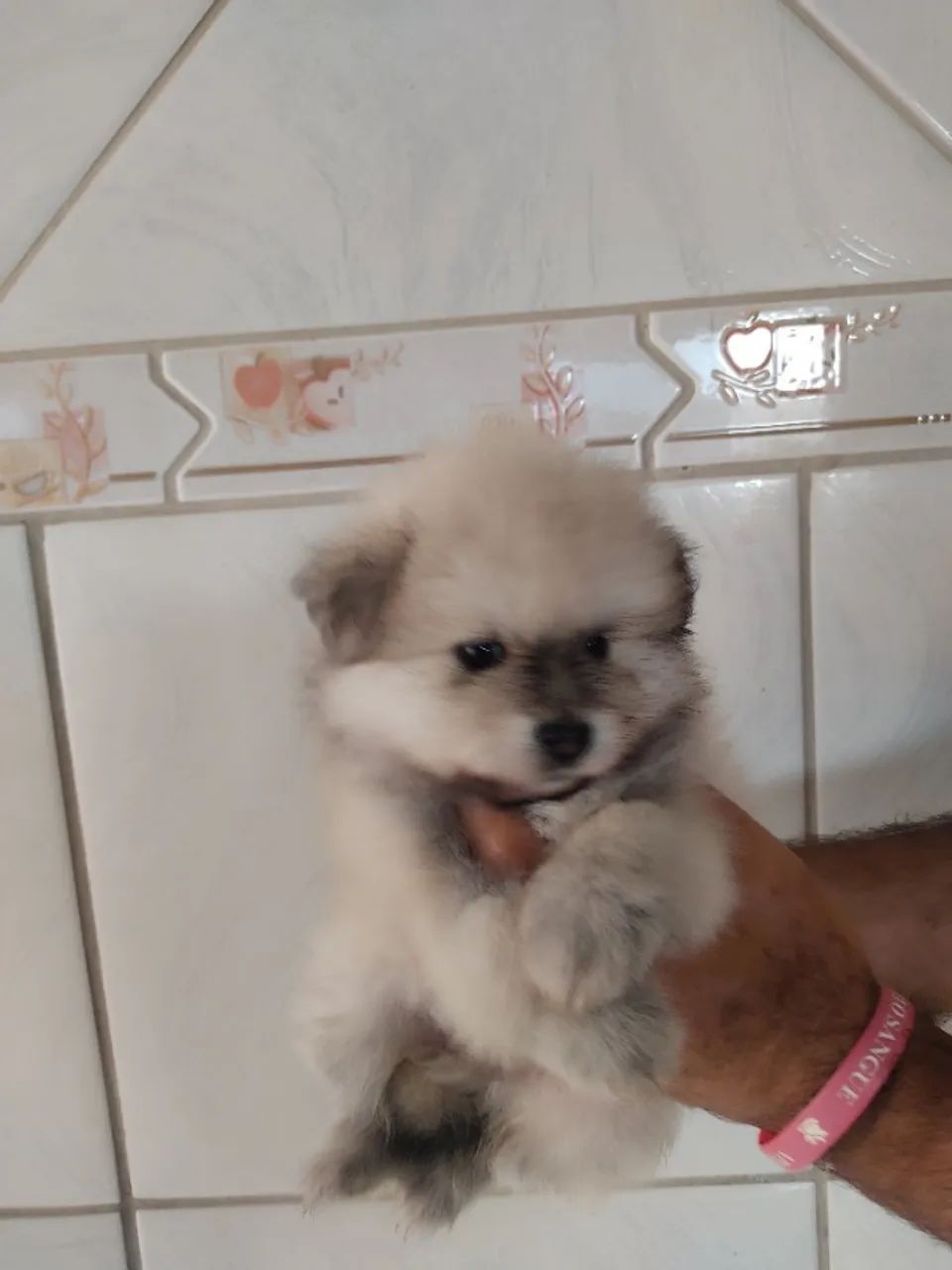 Lulu Pomerãnia /Spitz Alemão filhote  macho e fêmea  35 dias  - Foto 5