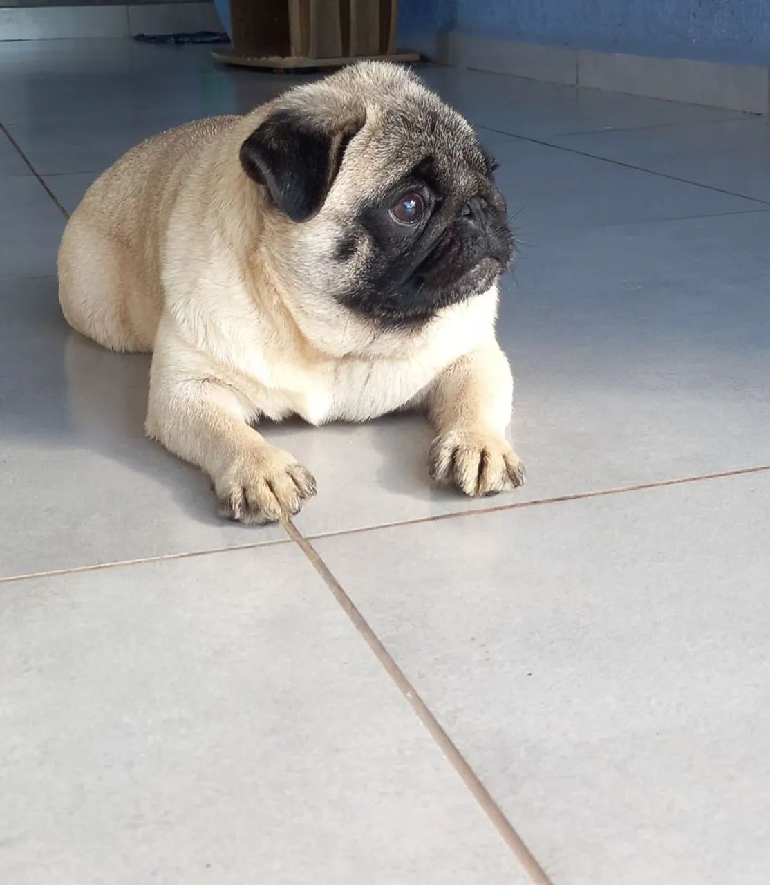 Casal de Pug adultos - Foto 2