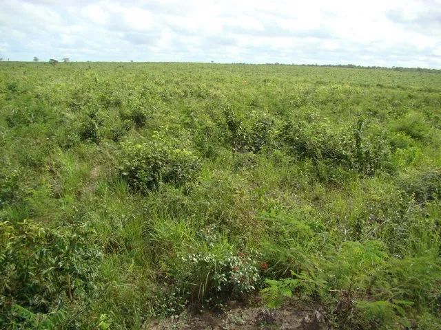 Fazenda em São Bernardo do Maranhão - Foto 3