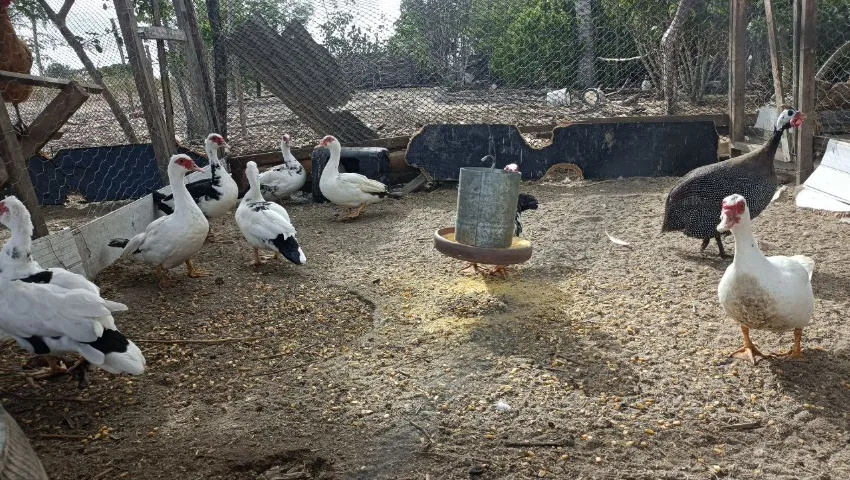 PATOS À VENDA - PARA CONSUMO, CRIA E RECRIA!