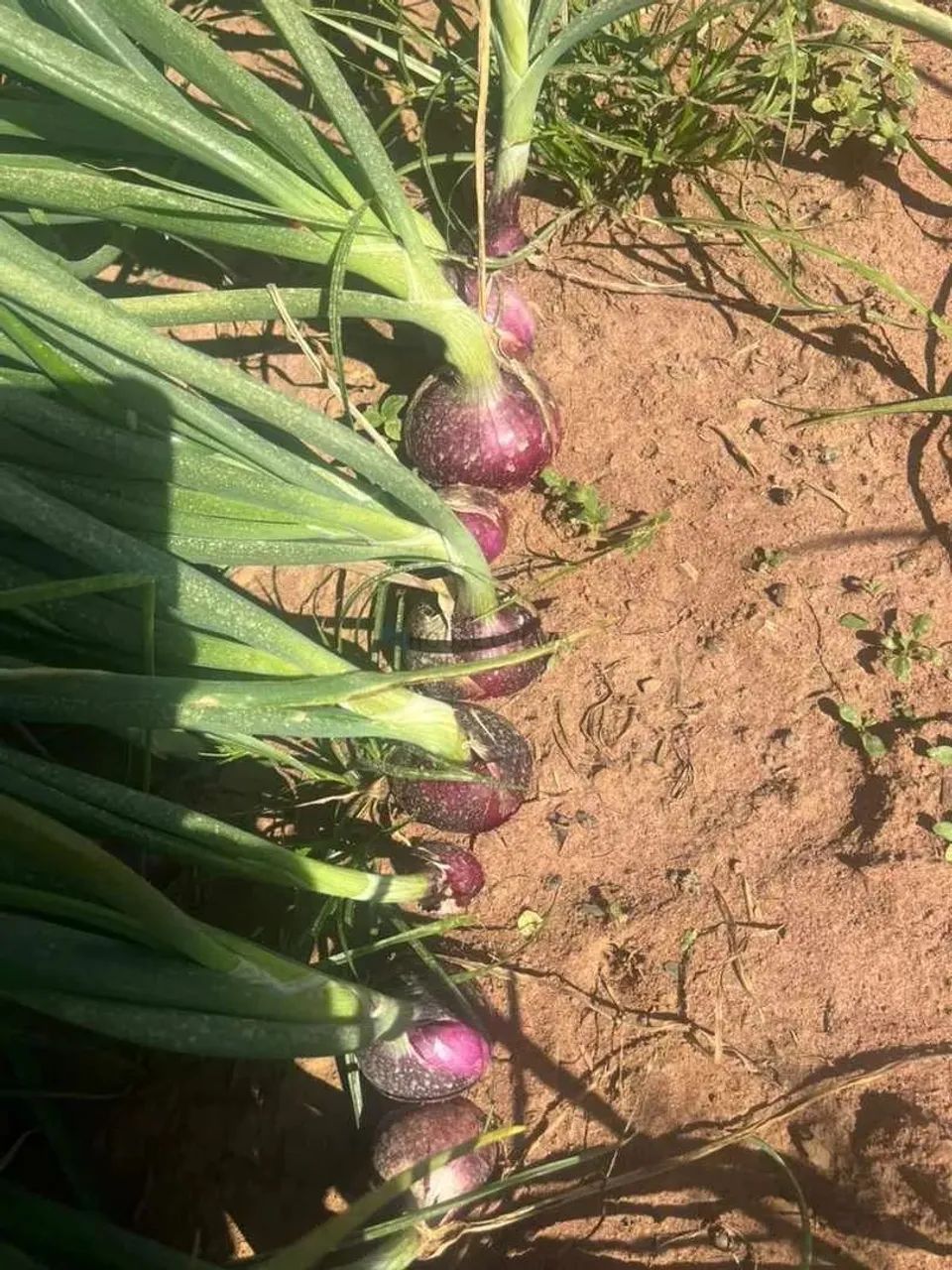 fazenda na região da cidade de franca no estado de São Paulo - Foto 2