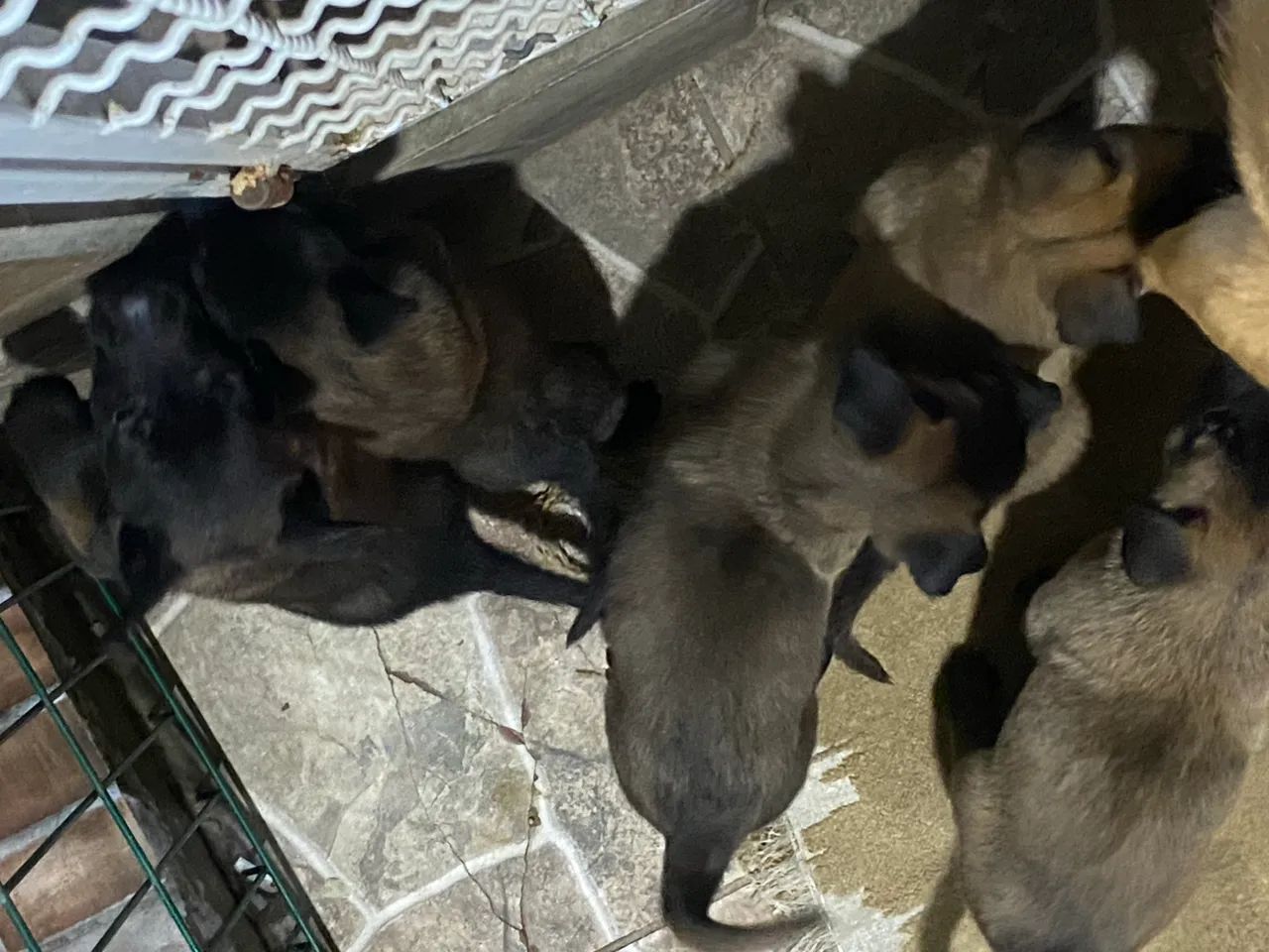 Pastor Malinois a venda64166906875650122