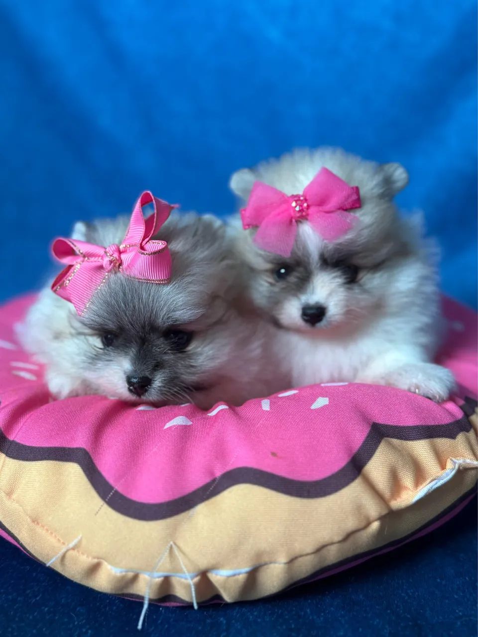 Filhotes de Spitz alemão  - Foto 3