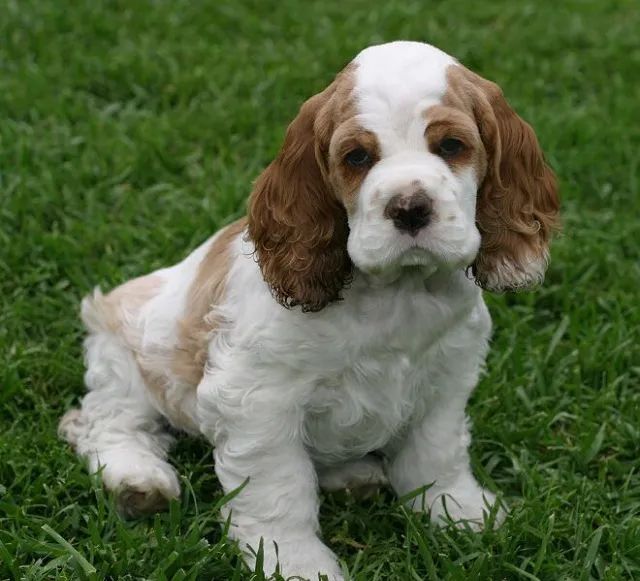cocker american