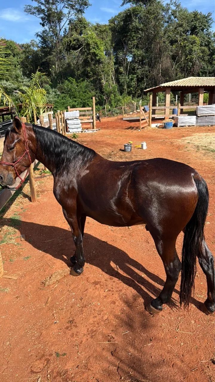 Cavalo Pônei / piquira 