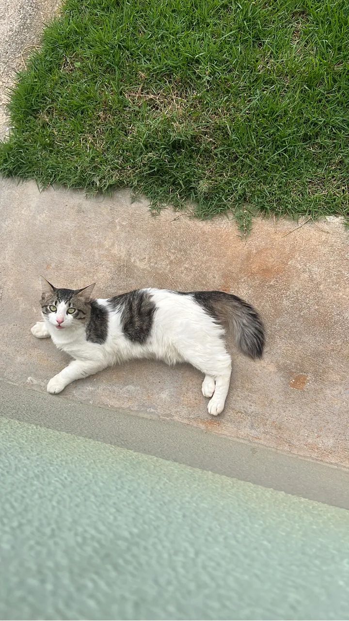 Doa-se Gato - Foto 3