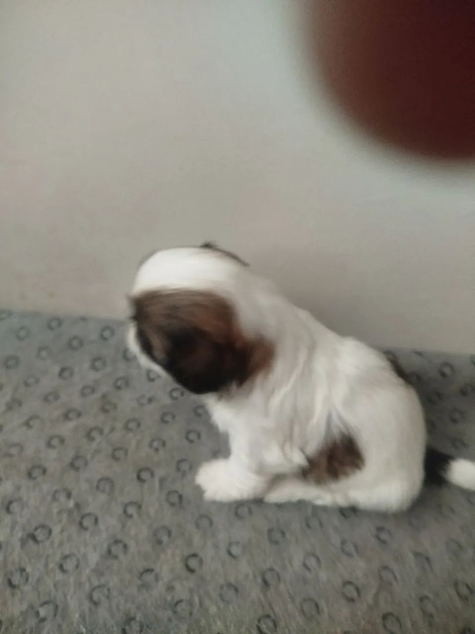 Filhotes Shitzu machos  - Foto 3