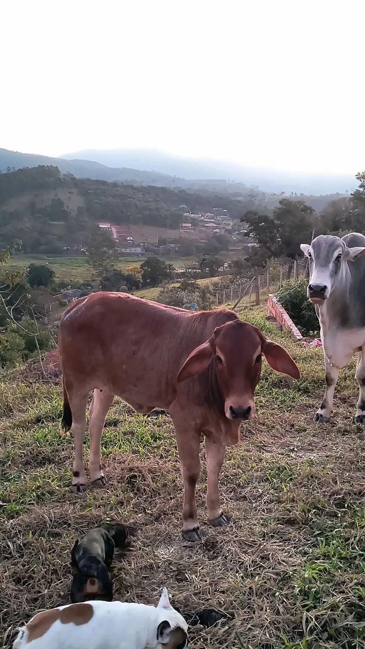 Novilha anelorada  - Foto 5