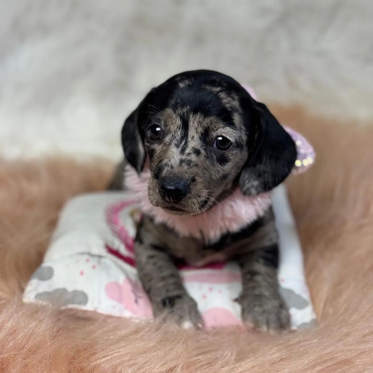 Dachshund Arlequim  - Foto 3